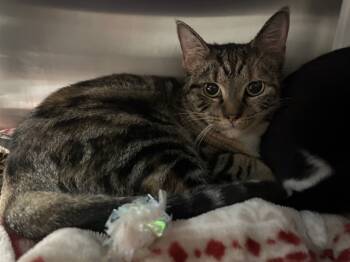 Rescue Domestic Short Hair Cats for Adoption in Raleigh, North Carolina - SESAME | PetCurious
