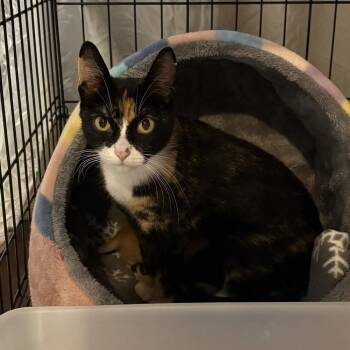 Bonne Maman -  Domestic Short Hair Cat for Adoption in Chicago, Illinois - Bonne Maman | PetCurious