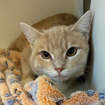 Domestic Short Hair Cats Available for Adoption in Uniontown, Pennsylvania - Morris | PetCurious