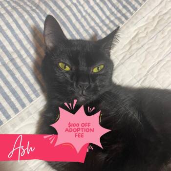 Rescue Domestic Short Hair Cats for Adoption in Chattanooga, Tennessee - Ash | PetCurious