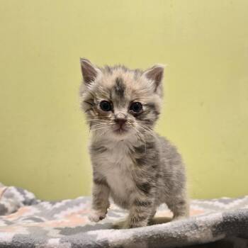 Domestic Short Hair Cats Available for Adoption in Dickson, Tennessee - Annabeth | PetCurious