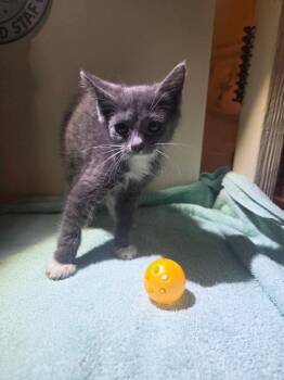 Twist -  Domestic Short Hair Cat for Adoption in Parkville, Maryland - Twist | PetCurious