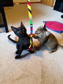 Jam -  Domestic Medium Hair Cat for Adoption in Arlington, Washington - Jam | PetCurious