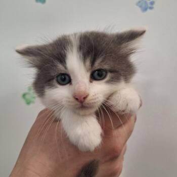 Priya -  Domestic Short Hair Cat for Adoption in Albert Lea, Minnesota - Priya | PetCurious
