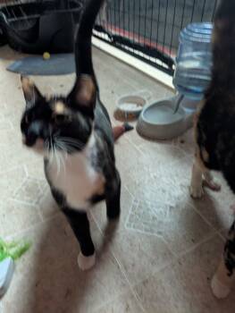 Rescue Domestic Short Hair Cats for Adoption in Seven Valleys, Pennsylvania - Dolphin | PetCurious