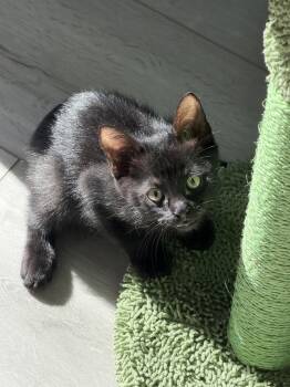 Lucky Stone -  Domestic Medium Hair Cat for Adoption in Rosenberg, Texas - Lucky Stone | PetCurious