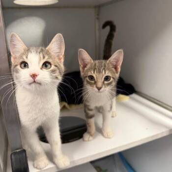 Domestic Short Hair Cats Available for Adoption in Binghamton, New York - Yosemite | PetCurious