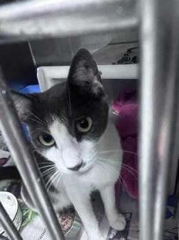 Parking Ticket -  Domestic Short Hair Cat for Adoption in Daytona Beach, Florida - Parking Ticket | PetCurious