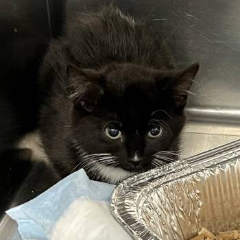 Zelle -  American Shorthair Cat for Adoption in Greensboro, North Carolina - Zelle | PetCurious