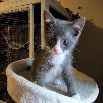 Slate -  Domestic Short Hair Cat for Adoption in Normal, Illinois - Slate | PetCurious