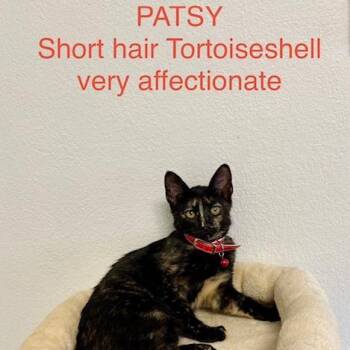 Patsy -  Domestic Short Hair Cat for Adoption in Webster, Texas - Patsy | PetCurious