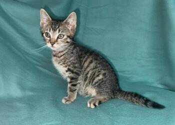 Screech -  Domestic Short Hair Cat for Adoption in North Babylon, New York - Screech | PetCurious