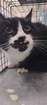 Rescue Domestic Short Hair Cats for Adoption in Las Vegas, Nevada - JUNKERQUEEN | PetCurious