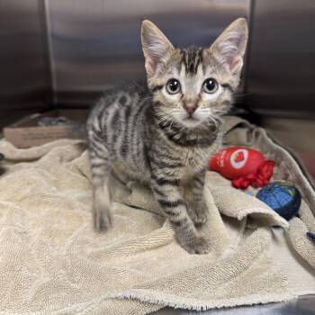 Gamora -  Domestic Short Hair Cat for Adoption in Liberty, Missouri - Gamora | PetCurious