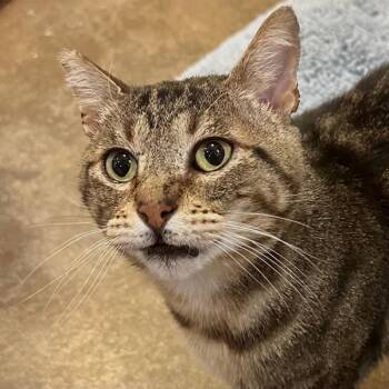 Cal -  Domestic Short Hair Cat for Adoption in Walnut Creek, California - Cal | PetCurious