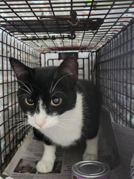SNUGGLE BUG JR -  Domestic Short Hair Cat for Adoption in San Antonio, Texas - SNUGGLE BUG JR | PetCurious