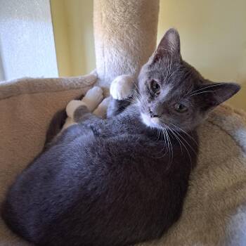 Rescue Domestic Short Hair Cats for Adoption in Lawrenceburg, Kentucky - Stardust | PetCurious