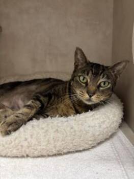 Seraphina -  Domestic Short Hair Cat for Adoption in Bellevue, Washington - Seraphina | PetCurious