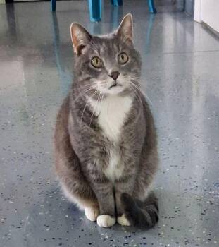 Wilsam -  Domestic Short Hair Cat Available for Adoption in Sparta, Wisconsin - Wilsam | PetCurious