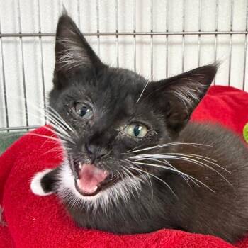 Little Foot -  Domestic Short Hair Cat for Adoption in Blairsville, Georgia - Little Foot | PetCurious