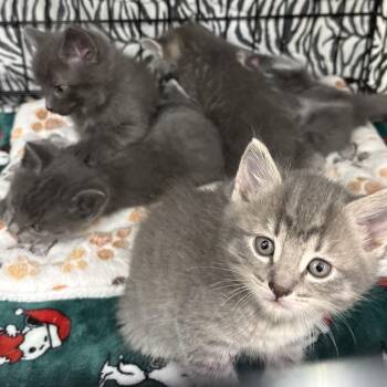 Catawampus -  Domestic Short Hair Cat for Adoption in Bismarck, North Dakota - Catawampus | PetCurious
