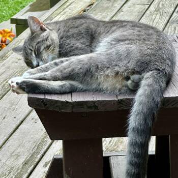 Herbie -  Domestic Short Hair Cat for Adoption in Granville, Ohio - Herbie | PetCurious