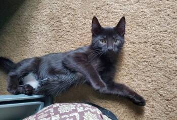 Rescue Domestic Short Hair Cats for Adoption in Lemont, Illinois - Rue | PetCurious