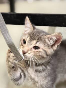 Domestic Long Hair Cats Available for Adoption in Algona, Iowa - ZEUS | PetCurious