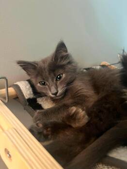 Sneak -  Domestic Medium Hair Cat for Adoption in Clarksville, Tennessee - Sneak | PetCurious