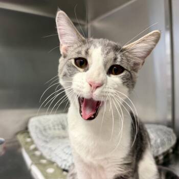 Parsley -  Domestic Short Hair Cat for Adoption in Scituate, Massachusetts - Parsley | PetCurious