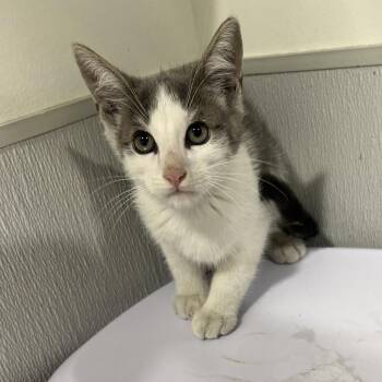 Alfie -  Domestic Short Hair Cat for Adoption in Tampa, Florida - Alfie | PetCurious