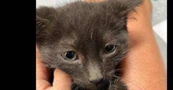 Domestic Short Hair Cats Available for Adoption in Dayton, Minnesota - Flint | PetCurious