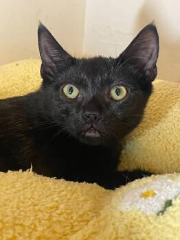 Tostada (bonded with Taco) -  Domestic Short Hair Cat for Adoption in Oakland, California - Tostada (bonded With Taco) | PetCurious