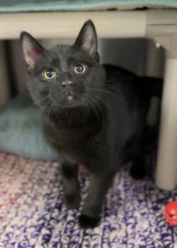 Domestic Short Hair Cats Available for Adoption - Wednesday | PetCurious