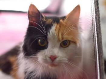 Domestic Medium Hair Cats Available for Adoption - Butter Muffin | PetCurious