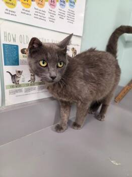 Alexis -  Domestic Long Hair Cat for Adoption in Athens, Tennessee - Alexis | PetCurious