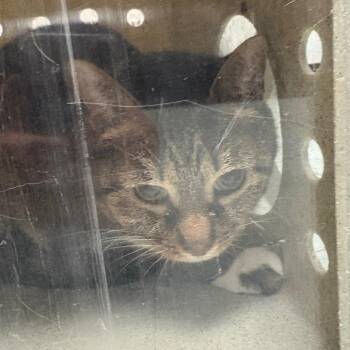 Havi -  Domestic Short Hair Cat for Adoption in Philadelphia, Pennsylvania - Havi | PetCurious