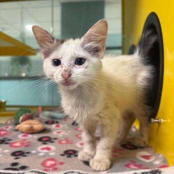 Pip Squeak -  Domestic Short Hair Cat for Adoption in Abilene, Texas - Pip Squeak | PetCurious