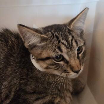 Liam -  Domestic Short Hair Cat for Adoption in Leander, Texas - Liam | PetCurious