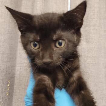 Domestic Short Hair Cats Available for Adoption in Hattiesburg, Mississippi - Ke$ha | PetCurious