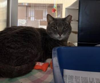 Domestic Short Hair Cats Available for Adoption in West Chester, Pennsylvania - Grady | PetCurious