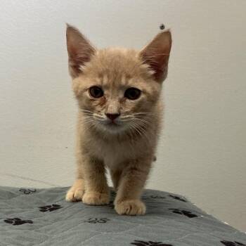 Lachlan -  Domestic Short Hair Cat for Adoption in Spruce Pine, North Carolina - Lachlan | PetCurious