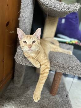 Rescue Domestic Short Hair Cats for Adoption in Casselberry, Florida - Sweetheart | PetCurious