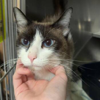 Siamese Cats Available for Adoption in Springfield, Illinois - Beth Harmon | PetCurious