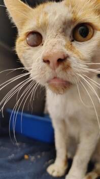 Rescue Domestic Short Hair Cats for Adoption in New Kensington, Pennsylvania - Poppy | PetCurious