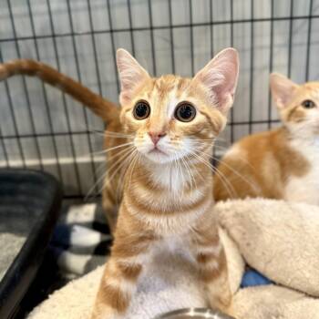 Pumpkin Spice -  Domestic Short Hair Cat for Adoption in Louisville, Kentucky - Pumpkin Spice | PetCurious