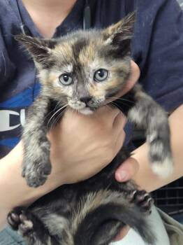 Lydia -  Domestic Short Hair Cat for Adoption in Hopkinsville, Kentucky - Lydia | PetCurious