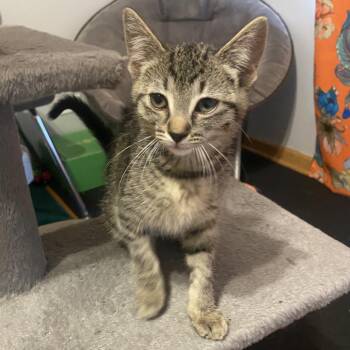 Mia (k2026) -  Domestic Short Hair Cat for Adoption in Skokie, Illinois - Mia (k2026) | PetCurious