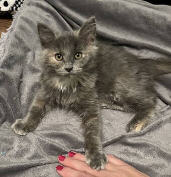 Rescue Domestic Long Hair Cats for Adoption in Fenton, Missouri - Lily | PetCurious