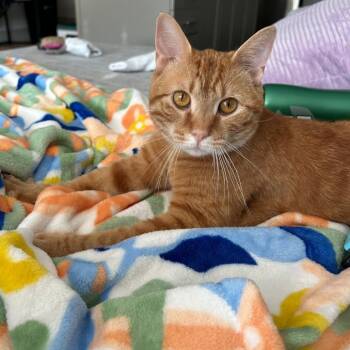Rescue Domestic Short Hair Cats for Adoption in Fort Worth, Texas - Walter | PetCurious